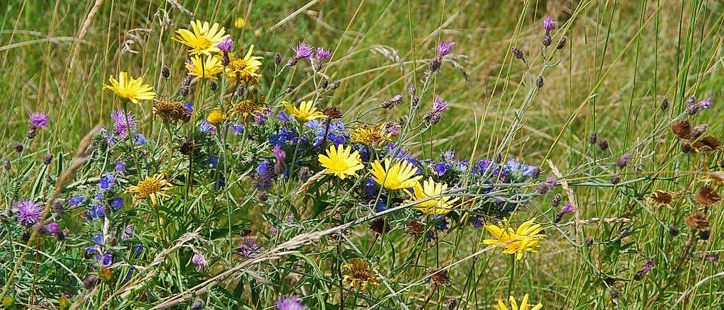 Blumenstrauß aus Wildblumen (Rough Fairway)